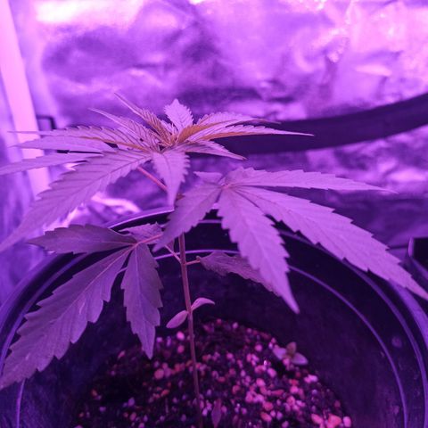 Growlog-Zeitleistenfoto von Unknown strain