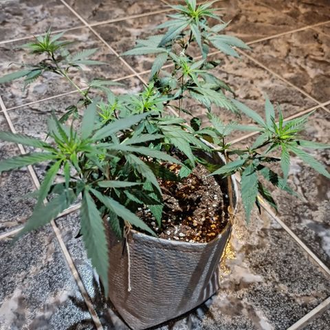 Growlog-Zeitleistenfoto von Unknown strain