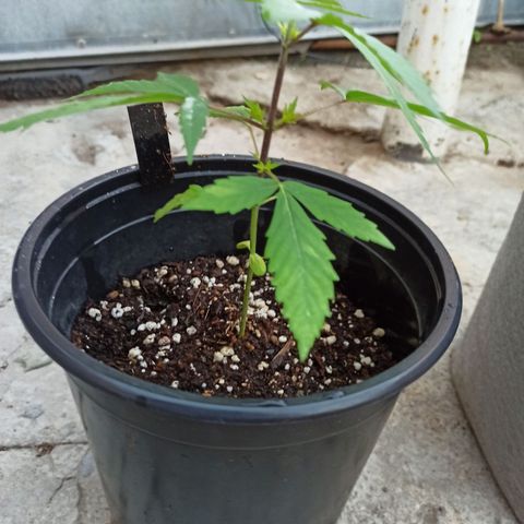 Growlog-Zeitleistenfoto von Unknown strain