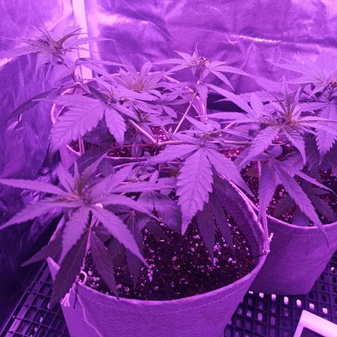 Growlog-Zeitleistenfoto von Unknown strain