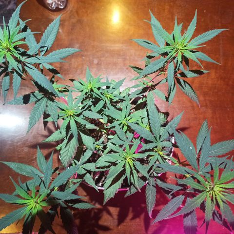 Growlog-Zeitleistenfoto von Unknown strain
