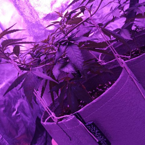 Growlog-Zeitleistenfoto von Unknown strain