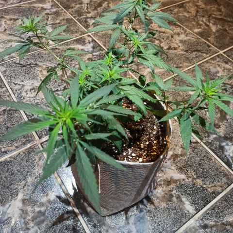 Growlog-Zeitleistenfoto von Unknown strain
