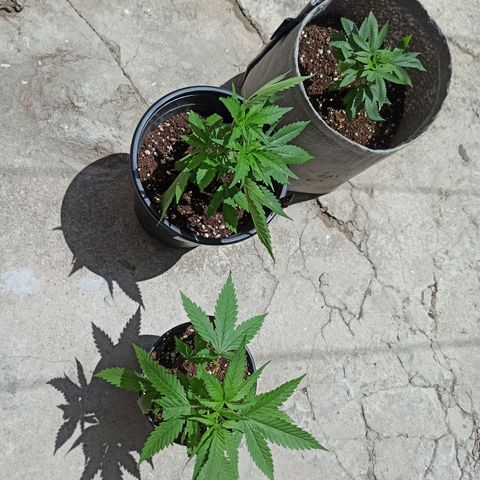 Growlog-Zeitleistenfoto von Unknown strain