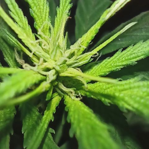 Growlog-Zeitleistenfoto von Unknown strain