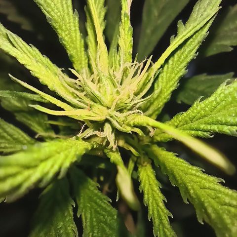 Growlog-Zeitleistenfoto von Unknown strain