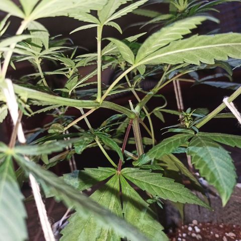 Growlog-Zeitleistenfoto von Unknown strain