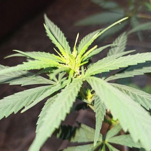 Growlog-Zeitleistenfoto von Unknown strain