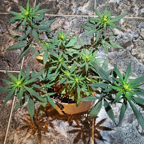 Growlog-Zeitleistenfoto von Unknown strain