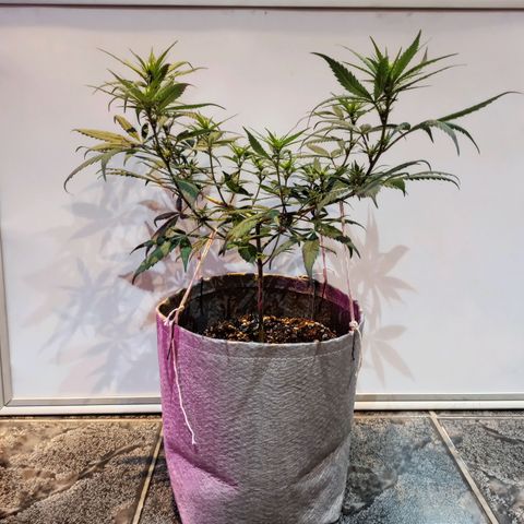 Growlog-Zeitleistenfoto von Unknown strain