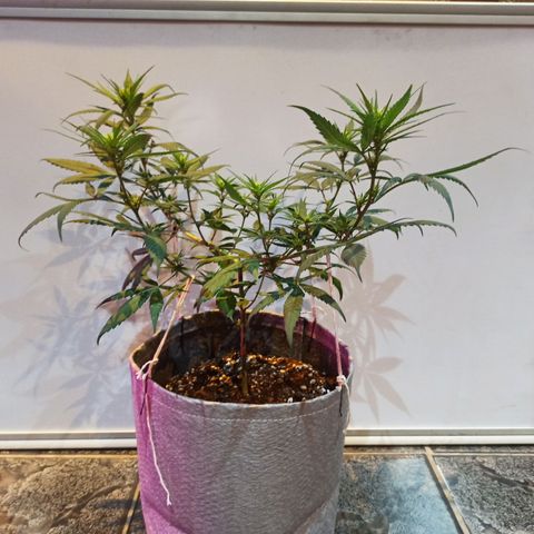 Growlog-Zeitleistenfoto von Unknown strain