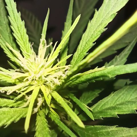 Growlog-Zeitleistenfoto von Unknown strain
