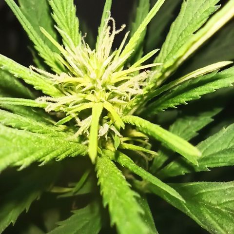 Growlog-Zeitleistenfoto von Unknown strain