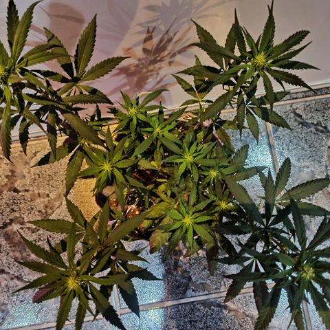 Growlog-Zeitleistenfoto von Unknown strain