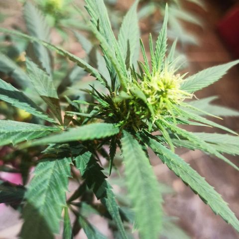 Growlog-Zeitleistenfoto von Unknown strain