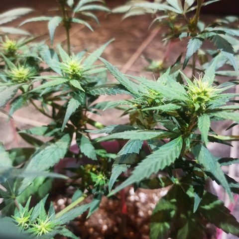 Growlog-Zeitleistenfoto von Unknown strain