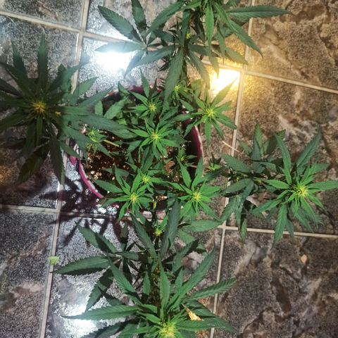 Growlog-Zeitleistenfoto von Unknown strain