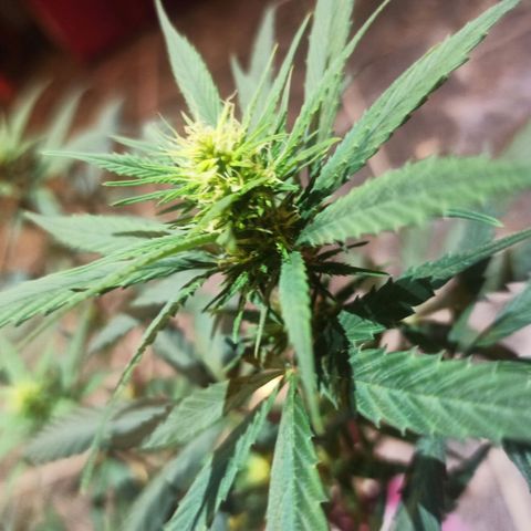 Growlog-Zeitleistenfoto von Unknown strain