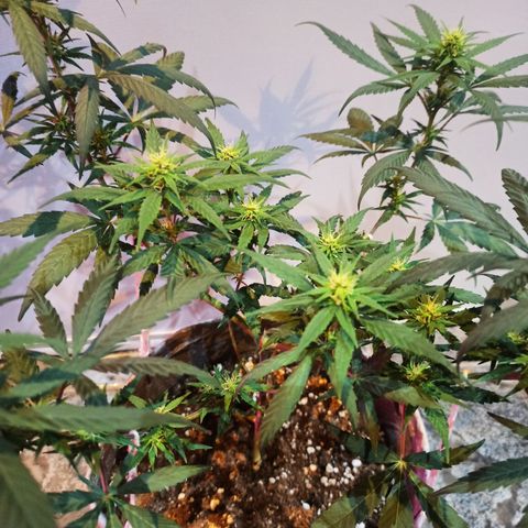 Growlog-Zeitleistenfoto von Unknown strain