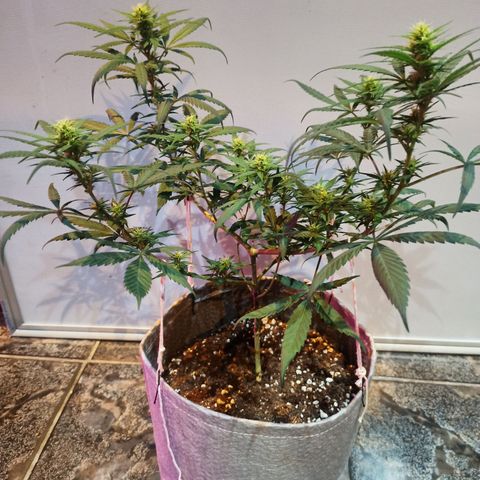 Growlog-Zeitleistenfoto von Unknown strain