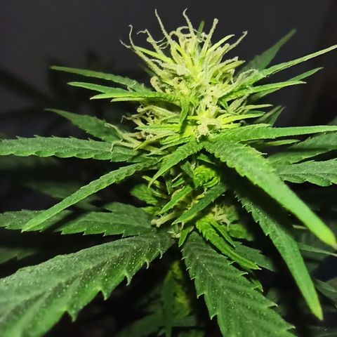 Growlog-Zeitleistenfoto von Unknown strain