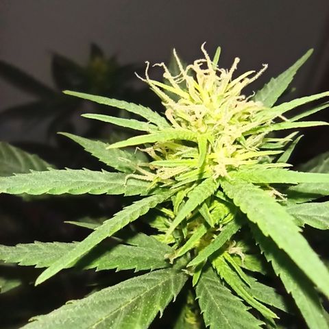 Growlog-Zeitleistenfoto von Unknown strain