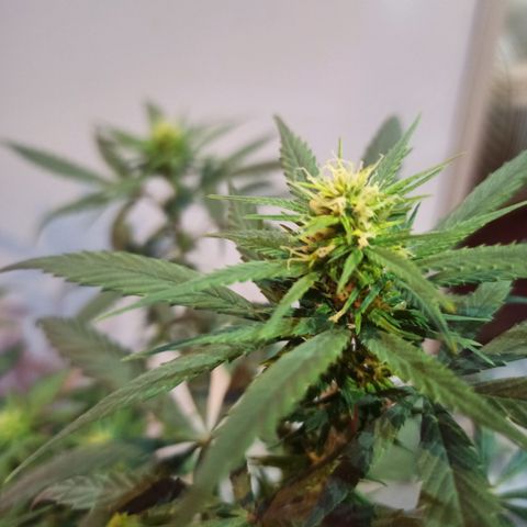 Growlog-Zeitleistenfoto von Unknown strain