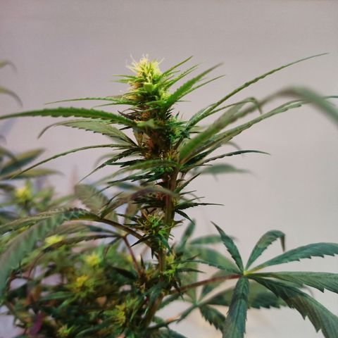 Growlog-Zeitleistenfoto von Unknown strain
