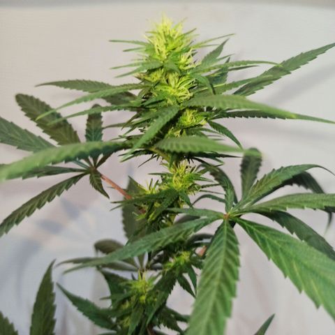 Growlog-Zeitleistenfoto von Unknown strain