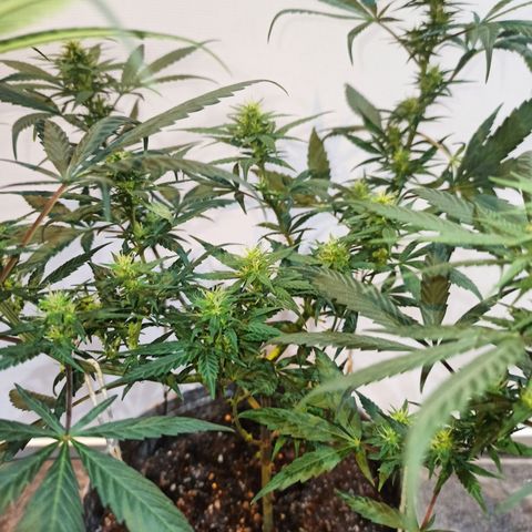 Growlog-Zeitleistenfoto von Unknown strain