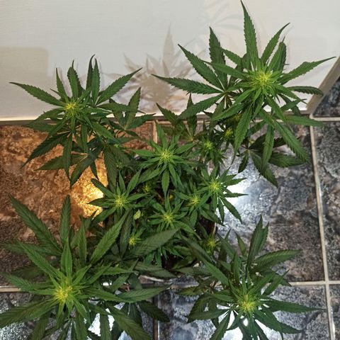 Growlog-Zeitleistenfoto von Unknown strain