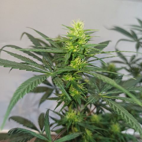 Growlog-Zeitleistenfoto von Unknown strain