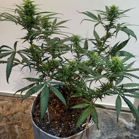 Growlog-Zeitleistenfoto von Unknown strain