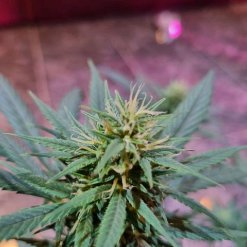 Growlog-Zeitleistenfoto von Unknown strain