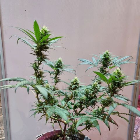 Growlog-Zeitleistenfoto von Unknown strain