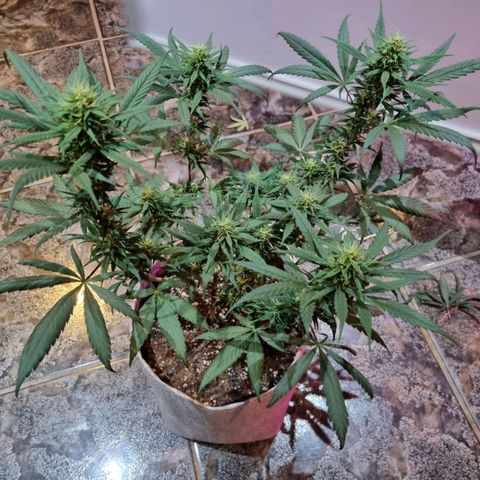 Growlog-Zeitleistenfoto von Unknown strain