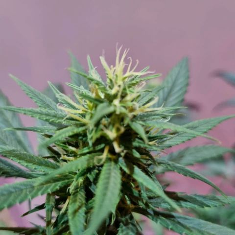 Growlog-Zeitleistenfoto von Unknown strain