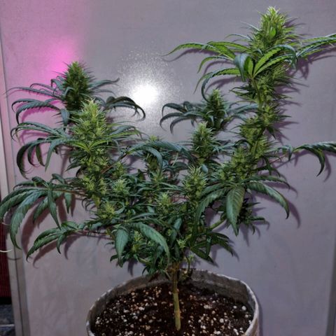 Growlog-Zeitleistenfoto von Unknown strain