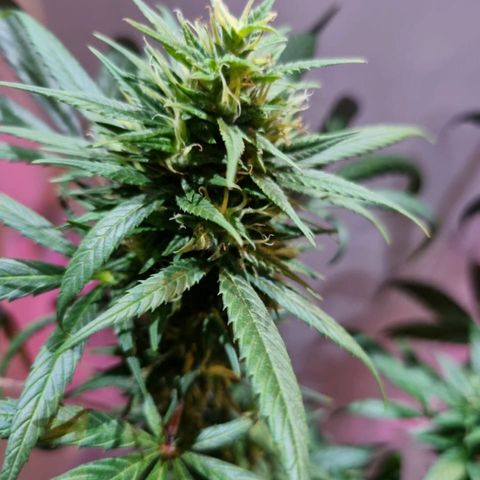 Growlog-Zeitleistenfoto von Unknown strain