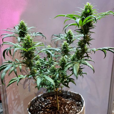 Growlog-Zeitleistenfoto von Unknown strain