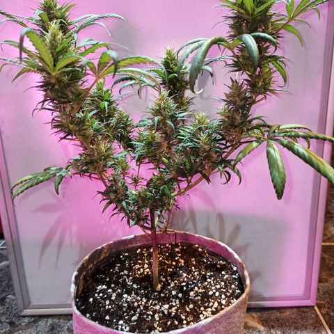 Growlog-Zeitleistenfoto von Unknown strain