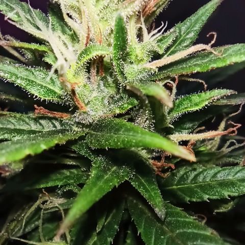 Growlog-Zeitleistenfoto von Unknown strain
