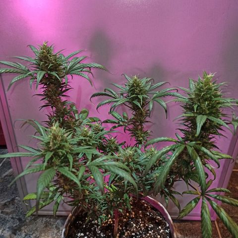Growlog-Zeitleistenfoto von Unknown strain