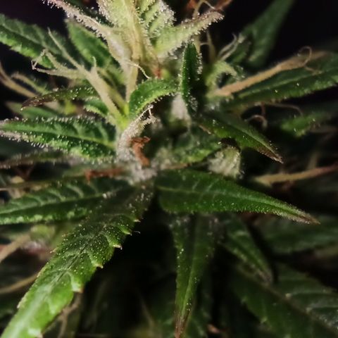 Growlog-Zeitleistenfoto von Unknown strain