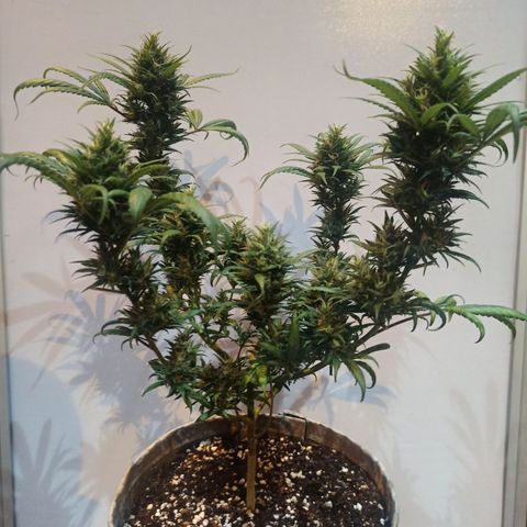 Growlog-Zeitleistenfoto von Unknown strain