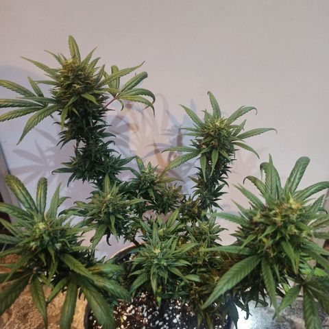 Growlog-Zeitleistenfoto von Unknown strain