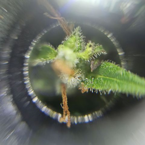 Growlog-Zeitleistenfoto von Unknown strain