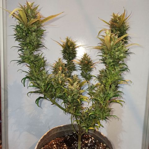 Growlog-Zeitleistenfoto von Unknown strain