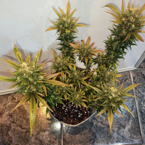 Growlog-Zeitleistenfoto von Unknown strain