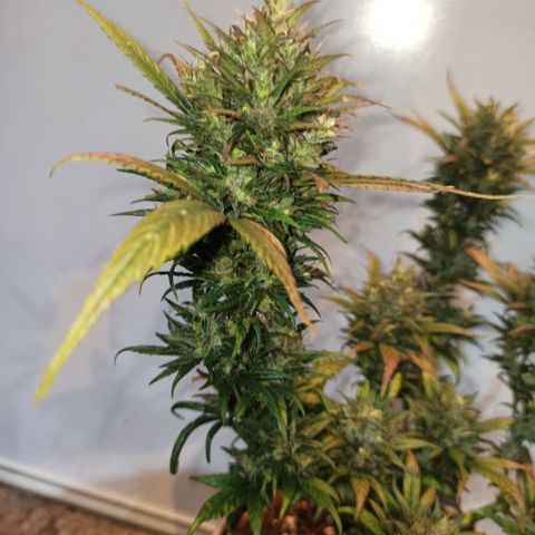Growlog-Zeitleistenfoto von Unknown strain
